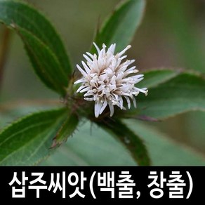 삽주 씨앗 백출씨앗 창출씨앗 약초씨앗 약초 100알, 1개