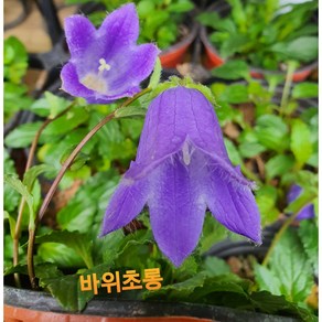 [비젼플라워] (야생화놀이터)- 야생화-노지월동-바위초롱-소품, 1개