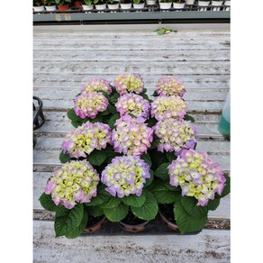 1+1 2개발송 식공플랜츠 수국 반려식물 야생화 꽃 초화 소품 10-25cm 49, 1개, 기본