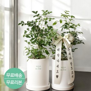 로사드블랑 개업선물 오렌지자스민 집들이 거실화분, 1개