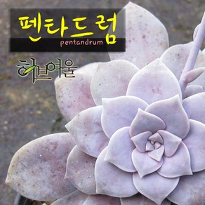 [허브여울다육] 펜타드럼(펜타돔/슈퍼붐) 지름 9cm 소품 다육화분, 1개, 상세페이지 참조