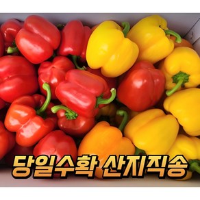 [당일수확] 신선하고 아삭한 파프리카 노랑 빨강 혼합 못난이 파프리카 피망, 1박스, 못난이 혼합 2kg (빨강+노랑)