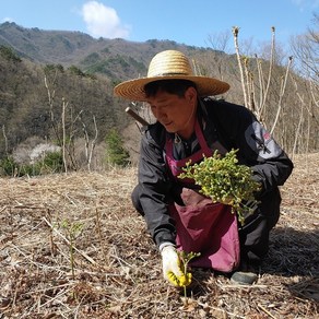 지리산 고사리 햇 건고사리 건조 말린 나물, 200g, 1개