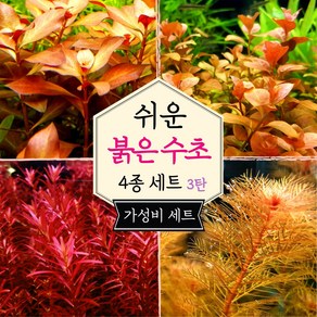 [미초] 키우기 쉬운 붉은 수초 4종 초보수초세트 [3탄] (다이아몬드/오발리스/블러드레드/밀리오필름) / 초보자용 수초 / 수초 세트 / 구피 수초, 1개