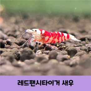 레팬타 비쉬림프 레드팬시타이거 새우 5마리, 1개, 10g