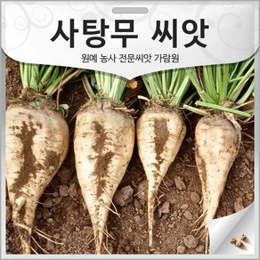 사탕무 씨앗 슈가비트 종자 사탕무 씨 설탕원료 3g, 1개