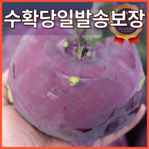 [백화점 VIP 납품] 제주 특품 콜라비 당도보장 당일수확발송 산지직송, 1박스, 2kg