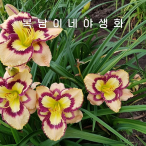 원추리 스페이스코스트시셀[1포트 복남이네야생화 모종 헤메로칼리스 hemeocallis], 1개
