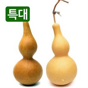 천연 통조롱박 초특대 (통박 표주박 박바가지 전통 민속 장식