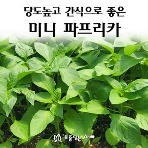 [모종심는아빠] 당도가 높아 간식으로 좋은 미니파프리카 모종, 빨강1컵, 1개