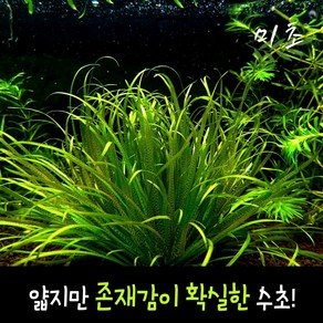 [미초] 블릭사 쇼트리프 수초 1뿌리 / 유경 수초 / 레이아웃 / 어항 수초, 1개