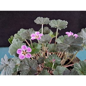산내들농장 뉴질랜드쥐손이(중품)-12센티포트, 1개