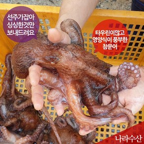 나라수산 동해안 포항 생물 참문어 피문어, 1박스, 01_피문어(자숙)(550g)