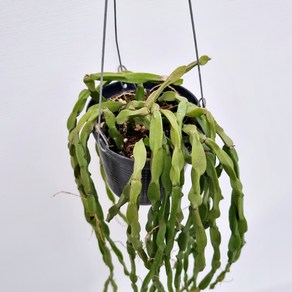 립살리스파라독스 ( Rhipsalis Paradoxa) / 공중식물 / 실내식물 / 인테리어식물