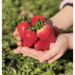 [당일수확/산지직송] 수출용 금실 딸기 진주 금실 딸기 프리미엄, 1개, 금실 딸기 1kg (24과)
