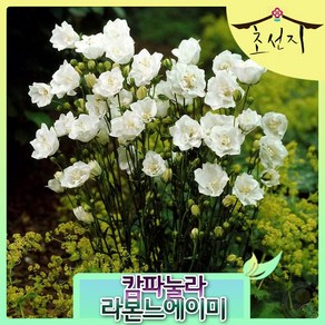 [초선지] 캄파뉼라 7치 포트 블루 에이미, 라본느에이미(하양), 1개