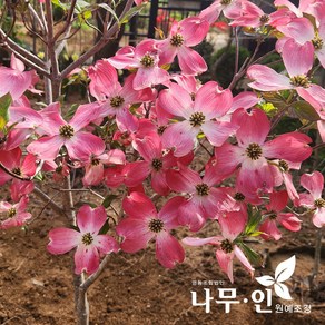 [나무인] 접목미산딸 체로키품종 R3
