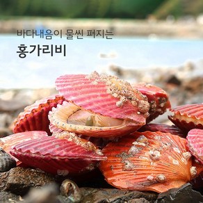 청정해역 통영 어장직송 싱싱한 홍가리비 (1키로 22미내외), 1박스, 1kg