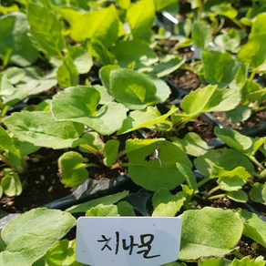 [모종모종] 취나물 모종(10cm큰컵2 3촉씩)치나물 참취 나물