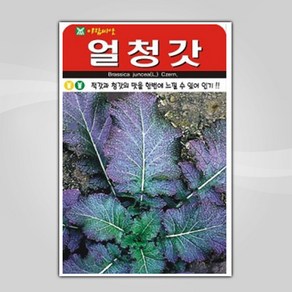 슬로시 김장채소 씨앗 종자 배추 무 갓 양파 시금치 알타리 당근 대파, 1개