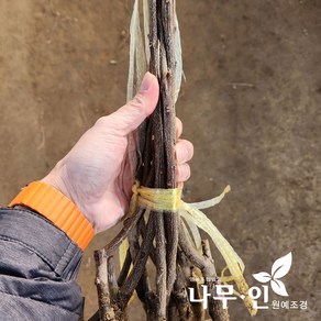 [나무인] 접목산초 민산초나무 2개