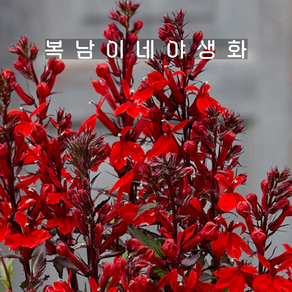 홍화숫잔대 스칼렛 [4포트 복남이네야생화 모종 로벨리아 lobelia], 4개