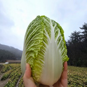 진돌이네 진도 알배추 알배기 달달한 쌈배추, 3개, 600g