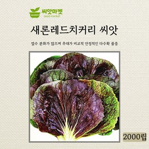 다농 새론 레드치커리 씨앗 2000립, 1개