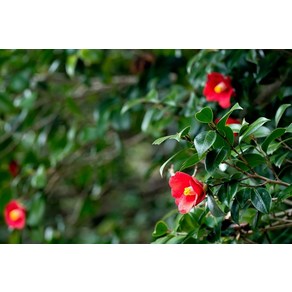 동백나무 종자 15립 꽃 야생화 나무종자(SM), 1개
