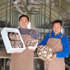 국산 옛날 균상재배 3배큰 느타리버섯 1kg 2kg 건느타리버섯 부자버섯 다우리부자농원