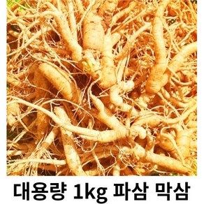 인삼 수삼 5년근 인삼 세척인삼 1kg 인삼뿌리 인삼파삼금산인삼 못난이인삼 세척수삼 인삼가정용, 세척 파삼 1kg, 1개