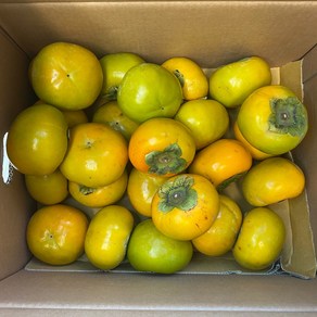 [클릭플라워] 단감 경남 부유단감 경남단감 1kg 3kg 5kg, 1개, 1kg(소과)