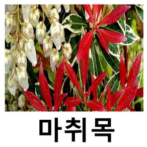 마취목나무 묘목 피어리스 화분 중사이즈, 1개