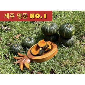 <제주빛가람> 제주 미니 밤호박 보우짱