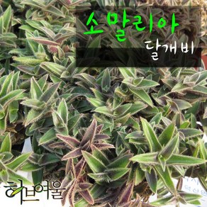 [허브여울달개비] 소말리아 달개비 지름 9cm 소품 다육화분, 1개