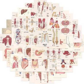 만화 인간 장기 해부학 스티커 수하물 노트북 일기 병 전화 그래피티 방수 멋진 스티커 10 개 50 개, 1) 10pcs