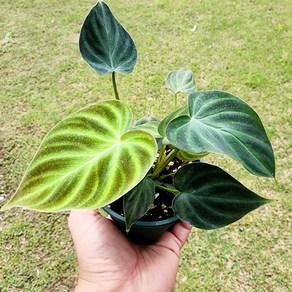 에덴플랜트 필로덴드론 베루코섬 지름10cm 슬릿화분 희귀식물 하트잎 고급식물 1개