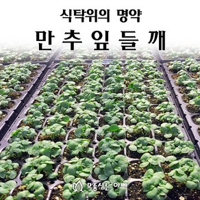 [모종심는아빠] 식탁위에 명약 만추 잎들깨