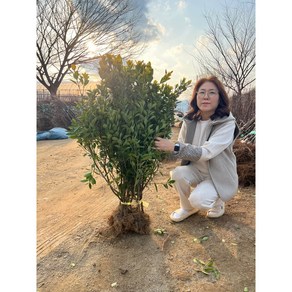 광일농원 황금사철 100cm 묘목 10 주 묶음 울타리나무, 10개