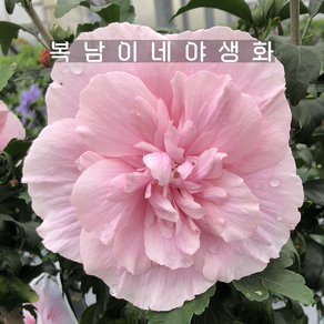 겹무궁화 핑크쉬폰 소품 [3포트 복남이네야생화 모종 히비스커스 hibiscus], 3개