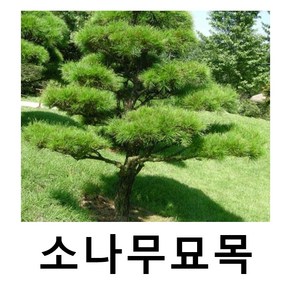 소나무 묘목 적송/금강송 실생2년 키100cm 분, 1개