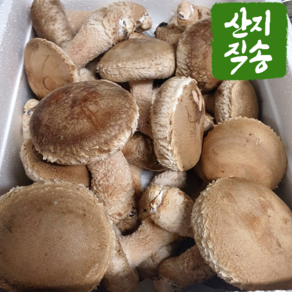 (산지직송) 국내산 고기버섯 솔송화버섯 송화버섯 500g 1kg, 1개, 실속형 500g