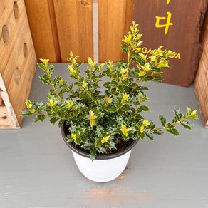 가꾸다 미니은목서(중품) Osmanthus heteophyllus 'Kaoi hime' 애기 구골목서, 1개