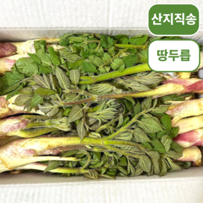 [산지직송] 남해 자연해풍 두릅 엄나무순 두룹 땅두릅, 1세트, 1kg