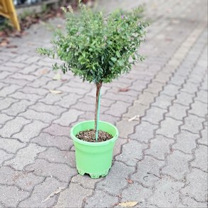 쿠페아 구피아 외목대 대품 반려식물 공기정화 에이피플랜츠, 1개