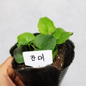 [모종모종]잔대 모종 (큰컵)