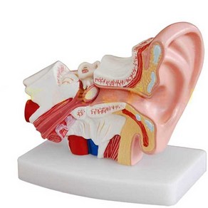 이비인후과 귀모형 병원 달팽이관 반고리관 인체모형, 귀모형 (1.5배 확대), 귀모형 (1.5배 확대), 1개