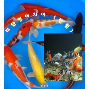 비단잉어(혼합)5마리(5cm)