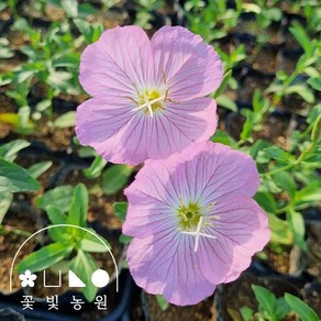 [10포트] 꽃빛농원 분홍달맞이 3치 포트 낮에 피는 달맞이꽃 모종, 3치포트, 10개