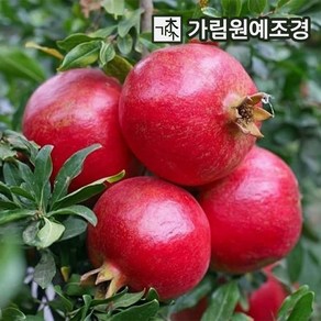 석류나무 슈퍼왕석류 R3cm/R4cm/R5cm 분묘 묘목 유실수 가림원예조경, 슈퍼왕석류 R3cm 분묘, 1개